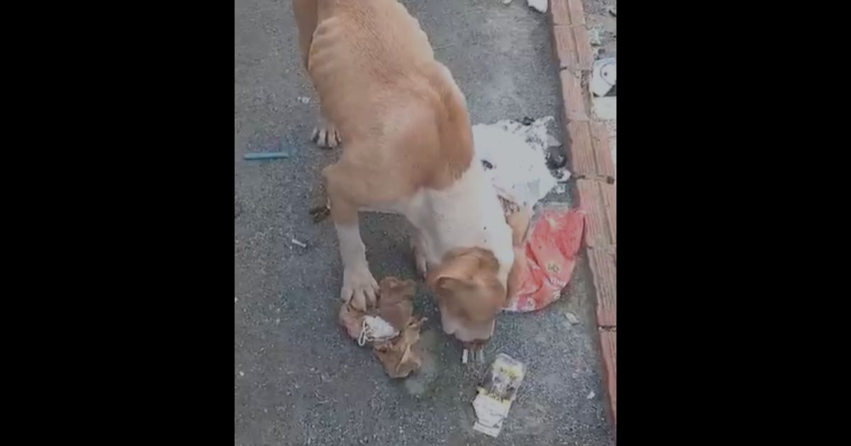 V Deo Homem Preso Acusado De Maus Tratos A Animais E Tr Fico De