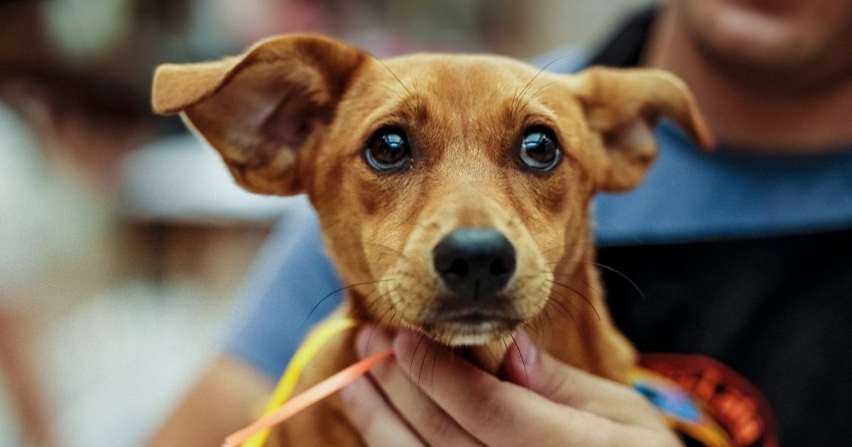 Feira De Ado O De Animais Acontece Em Shopping De Joinville Neste S Bado