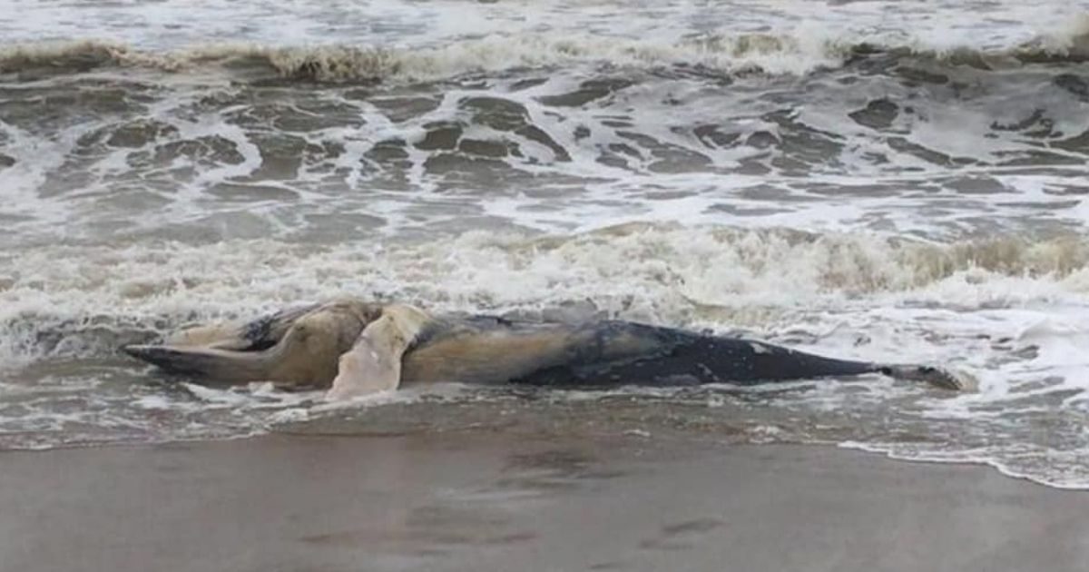 Baleia-jubarte é encontrada morta em praia de Balneário Barra do Sul