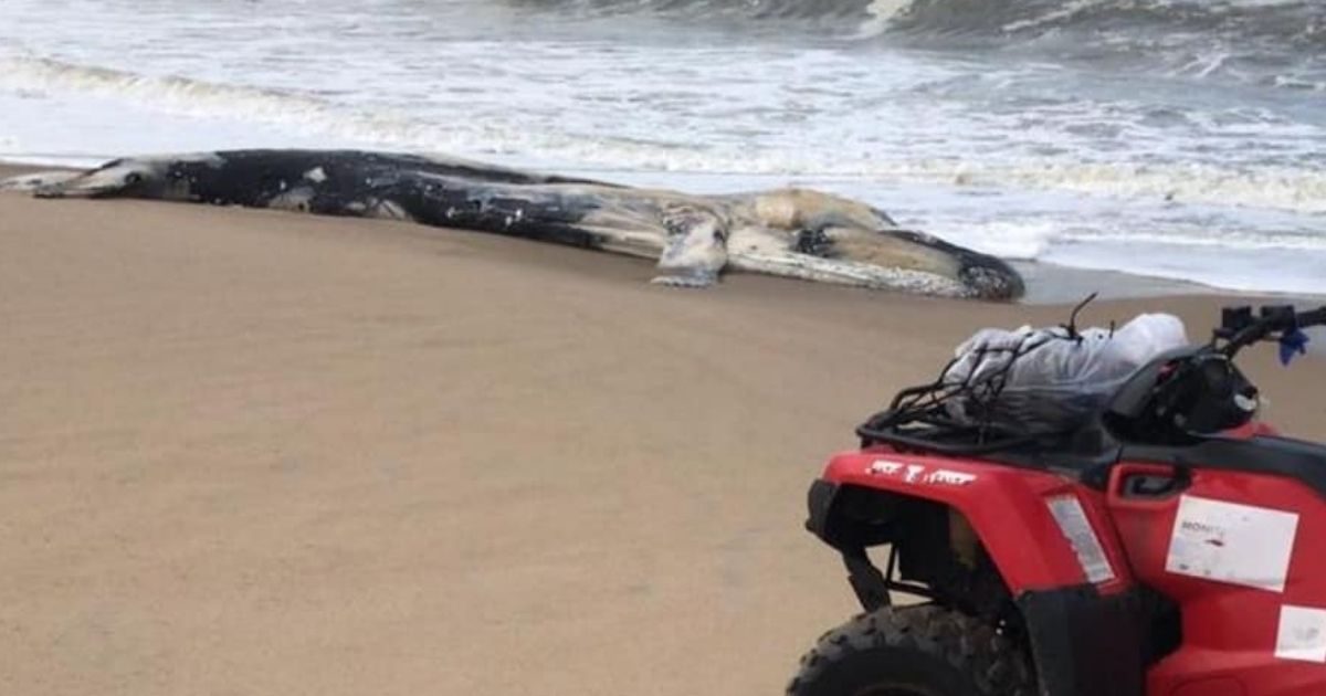Baleia-jubarte é encontrada morta em praia de Balneário Barra do Sul