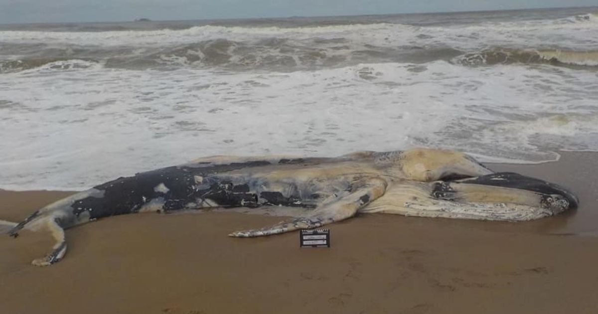 Baleia-jubarte é encontrada morta em praia de Balneário Barra do Sul