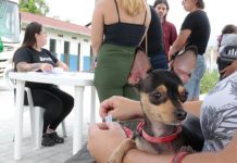 Prefeitura de Joinville realiza mutirão de castração para cães e gatos na Vila Cubatão