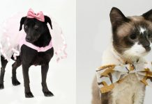 Dog Dance Day: animais participam do Festival de Dança de Joinville para destacar importância da adoção