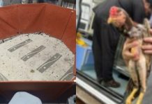 MP-SC denuncia 26 homens por rinha de galo em Joinville; relembre caso