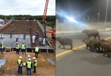 Barulho e proteção: Câmara discute como obras da Ponte Joinville impactam no habitat de capivaras