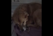 VÍDEO – “Não vou ficar gastando”: mulher é presa após se negar a pagar tratamento de cachorro em Joinville