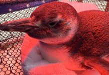 VÍDEO – Pinguim-de-magalhães é resgatado após ser encontrado debilitado por morador de Itapoá