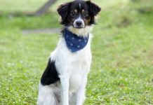 Feira de adoção de cães vítimas de atropelamento acontece em Joinville; confira quando e onde