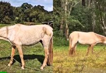 VÍDEO – Cavalo vítima de maus-tratos é resgatado em Joinville após denúncia