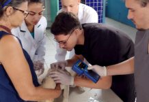 Prefeitura de Joinville realiza mutirão de microchipagem no próximo sábado