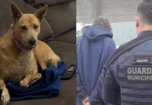 Cadela vítima de abuso em Joinville é adotada por nova família