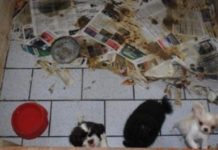 MP-SC ajuíza ação contra responsáveis por canil clandestino em Joinville