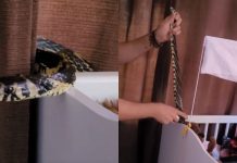 VÍDEO – Cobra é encontrada dentro de berço de bebê, em Jaraguá do Sul