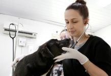 Joinville terá novo mutirão de castração de cães e gatos no bairro Vila Cubatão