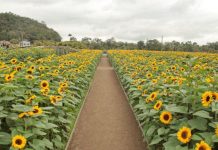 Festival dos Girassóis terá programação especial no Dia dos Pais, em Joinville