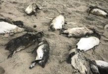 VÍDEO – Mais de 80 pinguins-de-magalhães são encontrados mortos em praia de São Francisco do Sul