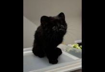 Raro gato-do-mato é resgatado em Jaraguá do Sul; entenda característica