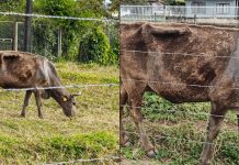 VÍDEO – Vereadora denuncia possíveis maus-tratos a bois e fiscalização é realizada em Joinville