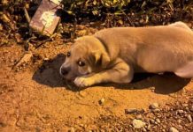Homem é investigado por adotar e abandonar vários animais em Joinville