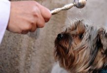 Universidade de Joinville realiza bênção dos animais na próxima semana