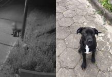 Mulheres que amarraram filhote de cachorro em poste, em Joinville, são investigadas pela polícia