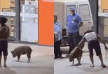 VÍDEO – Homem é flagrado passeando com porco em Blumenau porco