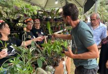 Festival das Flores da Primavera inicia nesta sexta-feira em Joinville; veja atrações