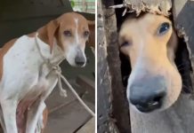 VÍDEO – Vereadora de Joinville denuncia casa com cães em situação de maus-tratos no bairro Vila Cubatão Maus-tratos