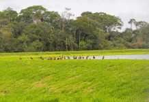 Prefeitura de Joinville instala estruturas para fomentar observação de pássaros na ETE Jarivatuba Joinville