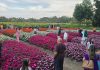 Festival de Primavera do Hemero