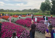 Festival de Primavera do Hemero começa neste sábado em Joinville; confira a programação de outubro Festival de Primavera do Hemero