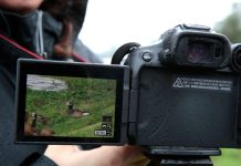 Espécie é avistada pela primeira vez em SC durante o Festival Catarinense de Aves, em Joinville