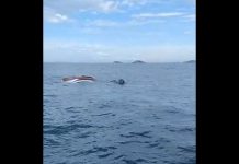 Filho é resgatado após barco virar em São Francisco do Sul; pai segue desaparecido